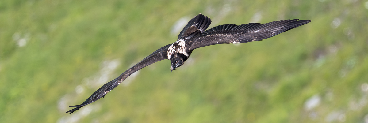 Les Premiers Instants de Jo, le Gypaéton
